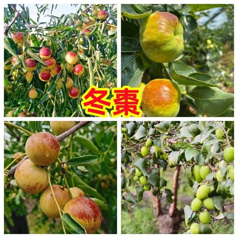 紅棗盆栽|用花盆種紅棗栽培記錄2018,8月~2021,05,31含根生苗和嫁接苗之。